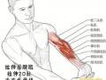 肌肉为什么会斜向生长,肌肉歪斜 