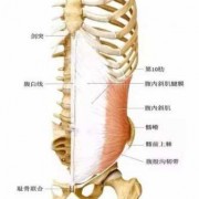 腹部肌肉又叫什么_腹部肌肉叫什么肌