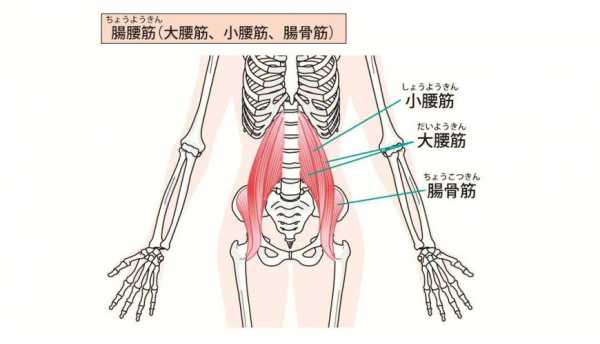 骼腰肌在什么位置图片,骼腰肌位置起止点  第1张