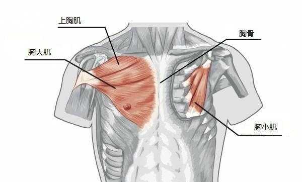 上胸肌是哪个部位  第2张
