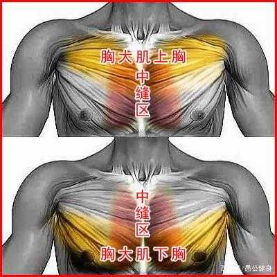 上胸肌是哪个部位  第3张