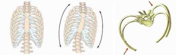 胸廓旋转原因-胸廓为什么能旋转  第1张