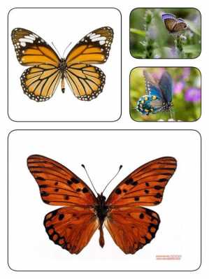 蝴蝶的身体构造是什么-蝴蝶的运动器官是什么  第3张