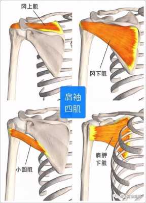 屈肩关节的骨骼肌是 屈肩关节的肌肉是什么  第3张