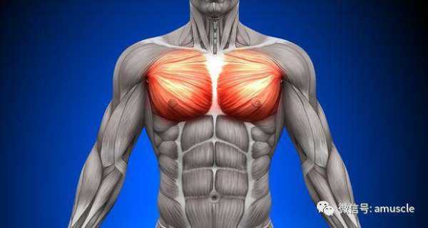 胸肌可以动是什么程度（胸肌会动）  第2张