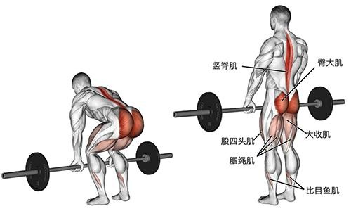 什么怎么练肌肉比较快,用什么练肌肉快最有效  第2张