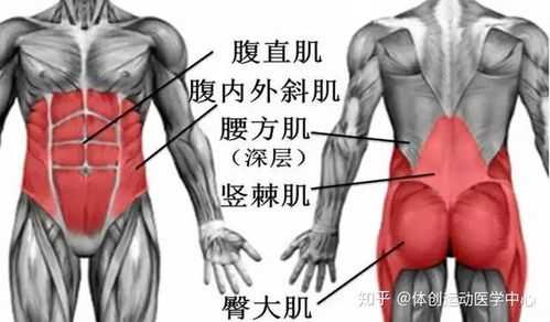 腰的肌肉是什么样的_腰部的肌肉  第2张