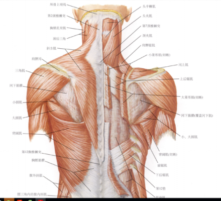 胸椎旋转靠什么肌肉  第1张