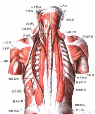 胸椎旋转靠什么肌肉  第2张