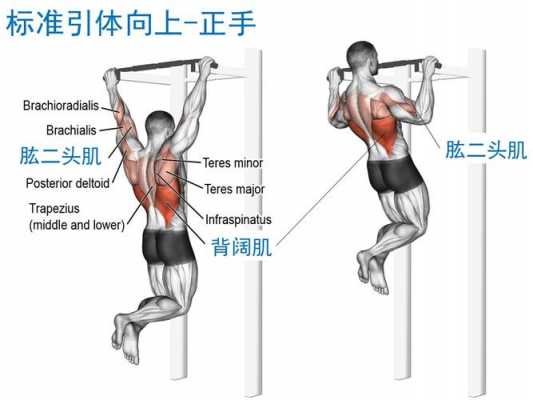 引体向上练什么肌肉怎么通过其他练出来 引体向上练习什么肌肉  第1张