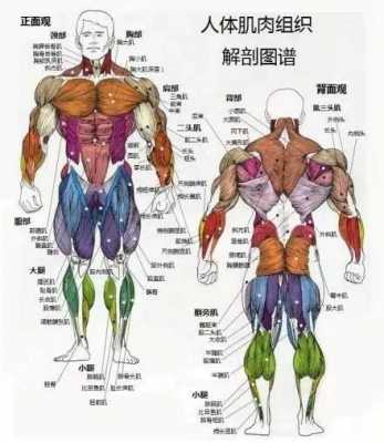 肌肉是如何形成的百度百科 肌肉是什么练成的  第3张