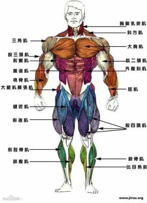 肌肉是如何形成的百度百科 肌肉是什么练成的  第2张