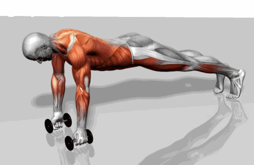 健身所说的顶峰收缩是什么（顶峰收缩训练法则是突出肌肉）  第2张