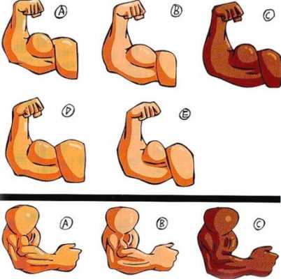 腕力主要什么部位肌肉「腕力主要是哪发力」 第1张