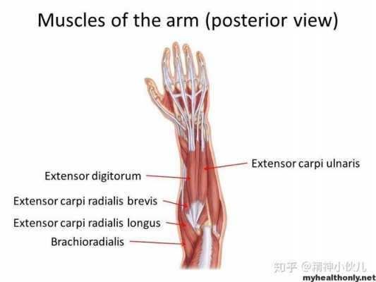  腕力主要什么部位肌肉「腕力主要是哪发力」 第2张