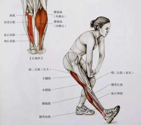 什么动作可以减腿上肌肉脂肪-什么动作可以减腿上肌肉  第3张
