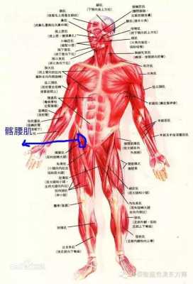 腰最外面的肌肉叫什么名字（腰最外面的肌肉叫什么名字啊）  第2张