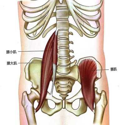 腰最外面的肌肉叫什么名字（腰最外面的肌肉叫什么名字啊）  第3张