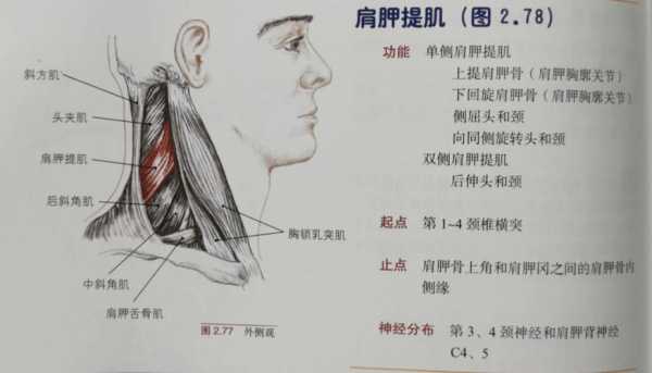 脖子肌肉是什么肌肉组成的 脖子肌肉是什么肌肉  第2张