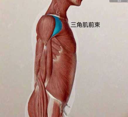 屈伸肩关节的肌分别是什么_肩关节屈曲和伸展的肌肉  第3张