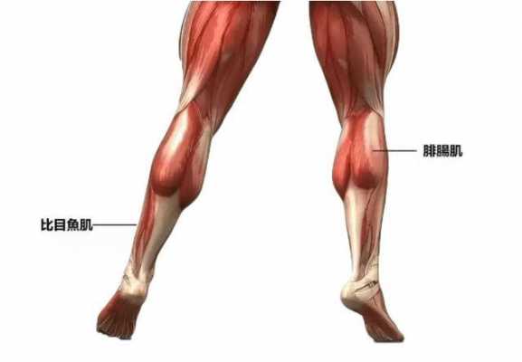 小腿肌肉有哪些都有什么作用  第1张