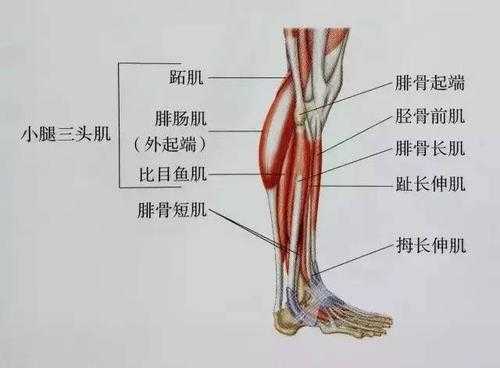 小腿肌肉有哪些都有什么作用  第3张