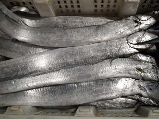 如何区别渤海湾刀鱼和海鱼-如何区别渤海湾刀鱼  第3张