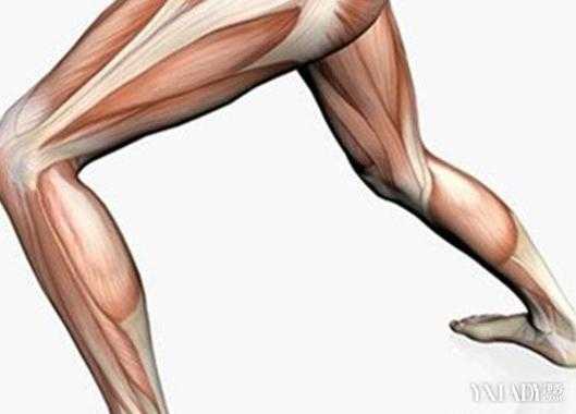 大腿肌肉发力有什么作用和功效 大腿肌肉发力有什么作用  第1张