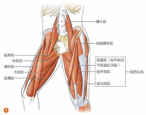 大腿肌肉发力有什么作用和功效 大腿肌肉发力有什么作用  第2张