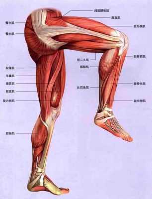 大腿肌肉发力有什么作用和功效 大腿肌肉发力有什么作用  第3张