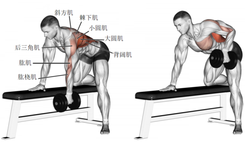 什么动作能够练背,什么动作可以练到背部肌肉  第1张
