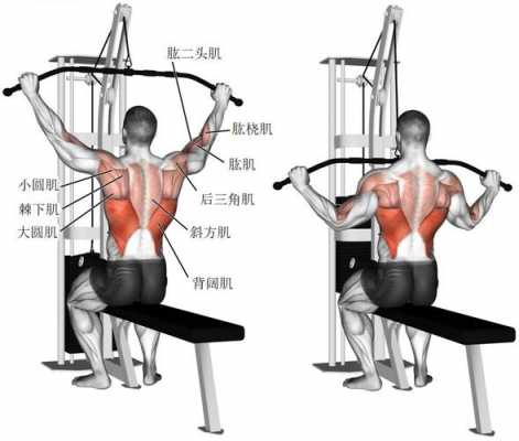 什么动作能够练背,什么动作可以练到背部肌肉  第3张