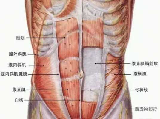 健身肚子中间有一条沟叫什么-健身肚腹有三条什么线  第2张