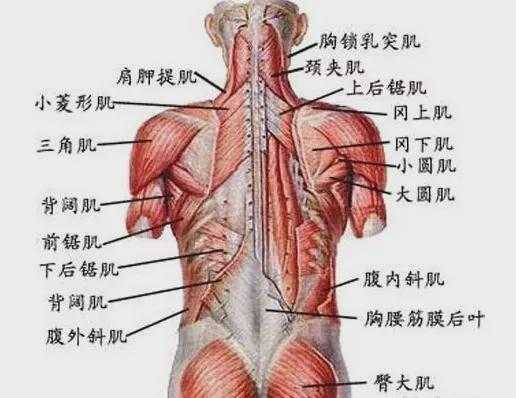 背阔肌下面是什么肌肉,背阔肌下面是什么肌肉  第1张