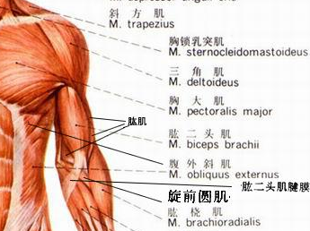 肱二头肌前端是什么肌肉,肱二头肌起于  第3张