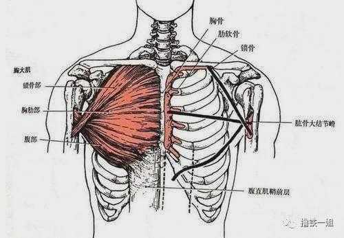  胸肌分离度是什么「胸肌分割线」 第3张