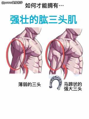 肱三头肌属于什么系统,肱三头肌属于什么结构层次  第2张