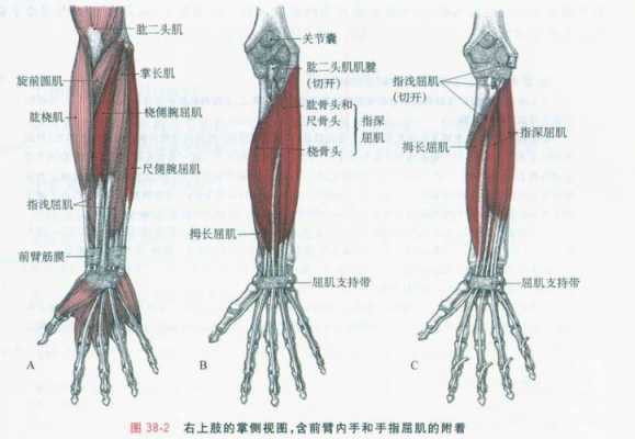 桡侧腕屈肌为什么作用不大_桡侧腕屈肌体表定位  第2张